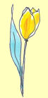 tulp