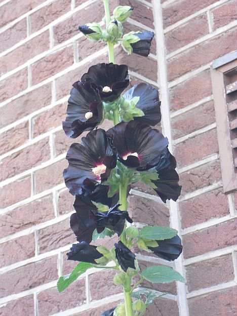 Almost%20black%20hollyhock%20in%20Amsterdam.JPG