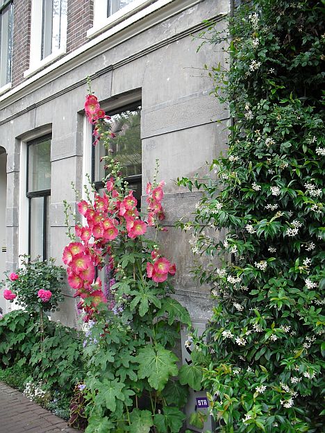 Red%20hollyhocks%20on%20the%20Bloemengracht%20in%20Amsterdam.jpg