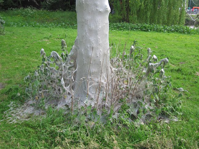 caterpillar%20tree.JPG