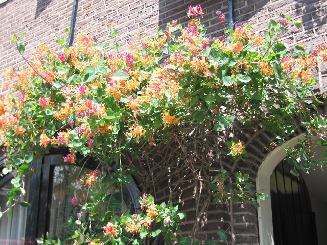 honeysuckle%20on%20the%20brouwersgracht%2C%20Amsterdam.jpg