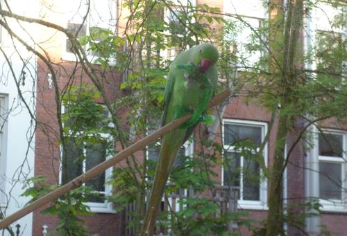 rink neck parakeet.png