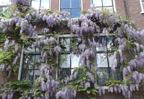 wisteria 2.png