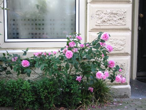 pink%20roses%20in%20Amsterdam.jpg