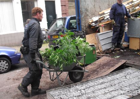 weed by the wheelbarrow.jpg