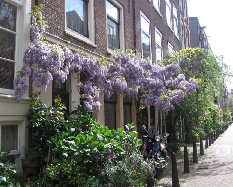 wisteria%202.jpg