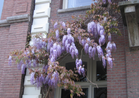 wisteria.bmp